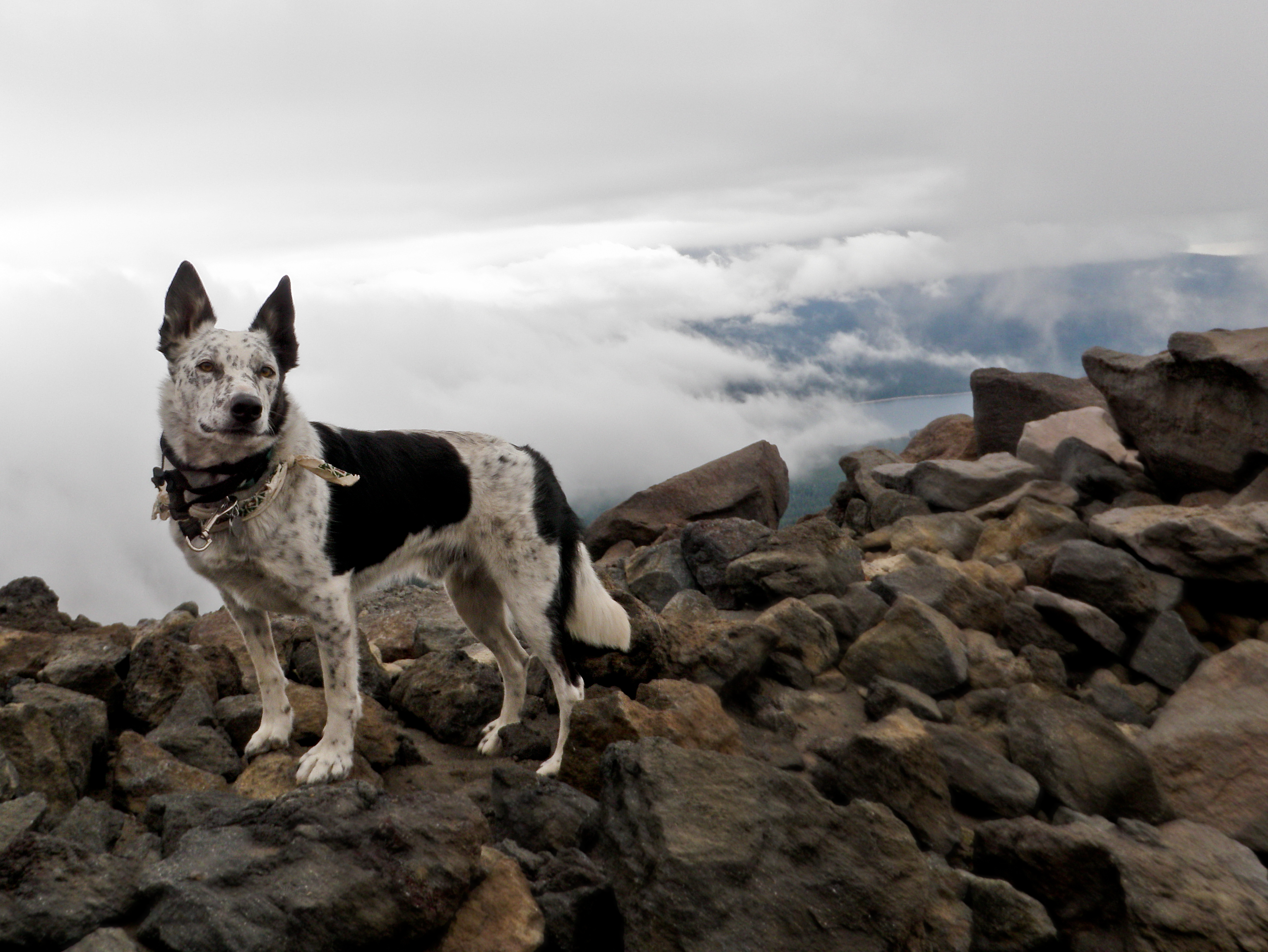 hund-hoch-auf-berg-001-002