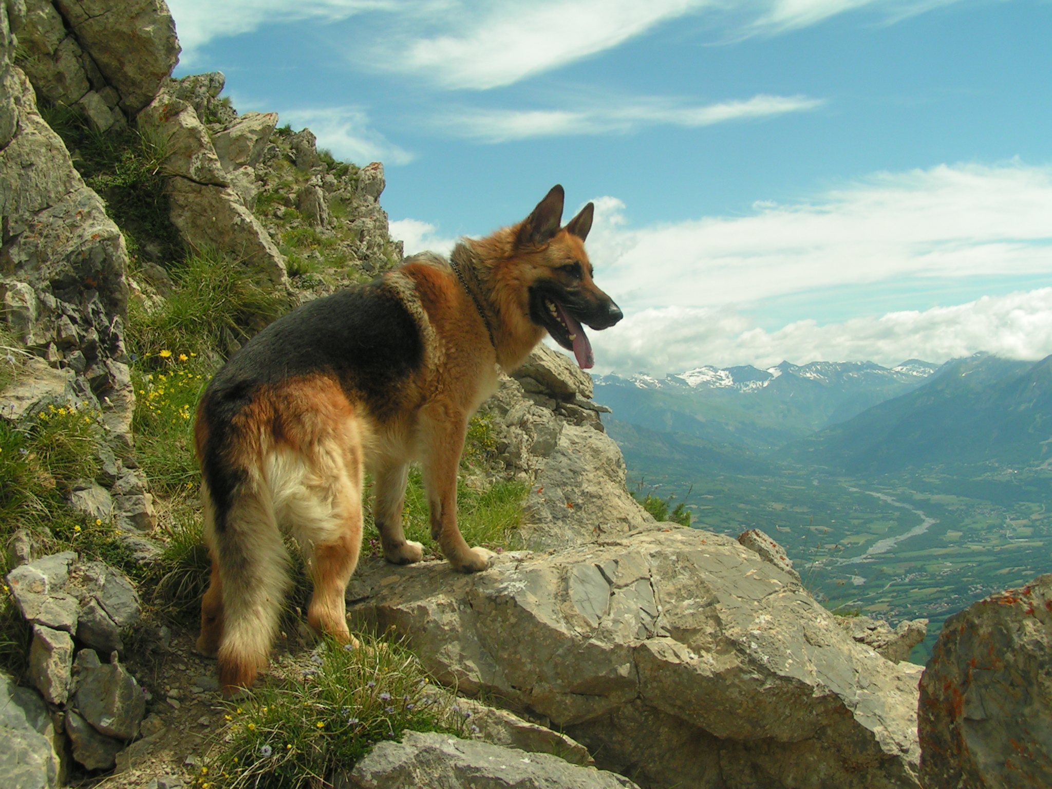 hund-schaeferhund-berge-001-001