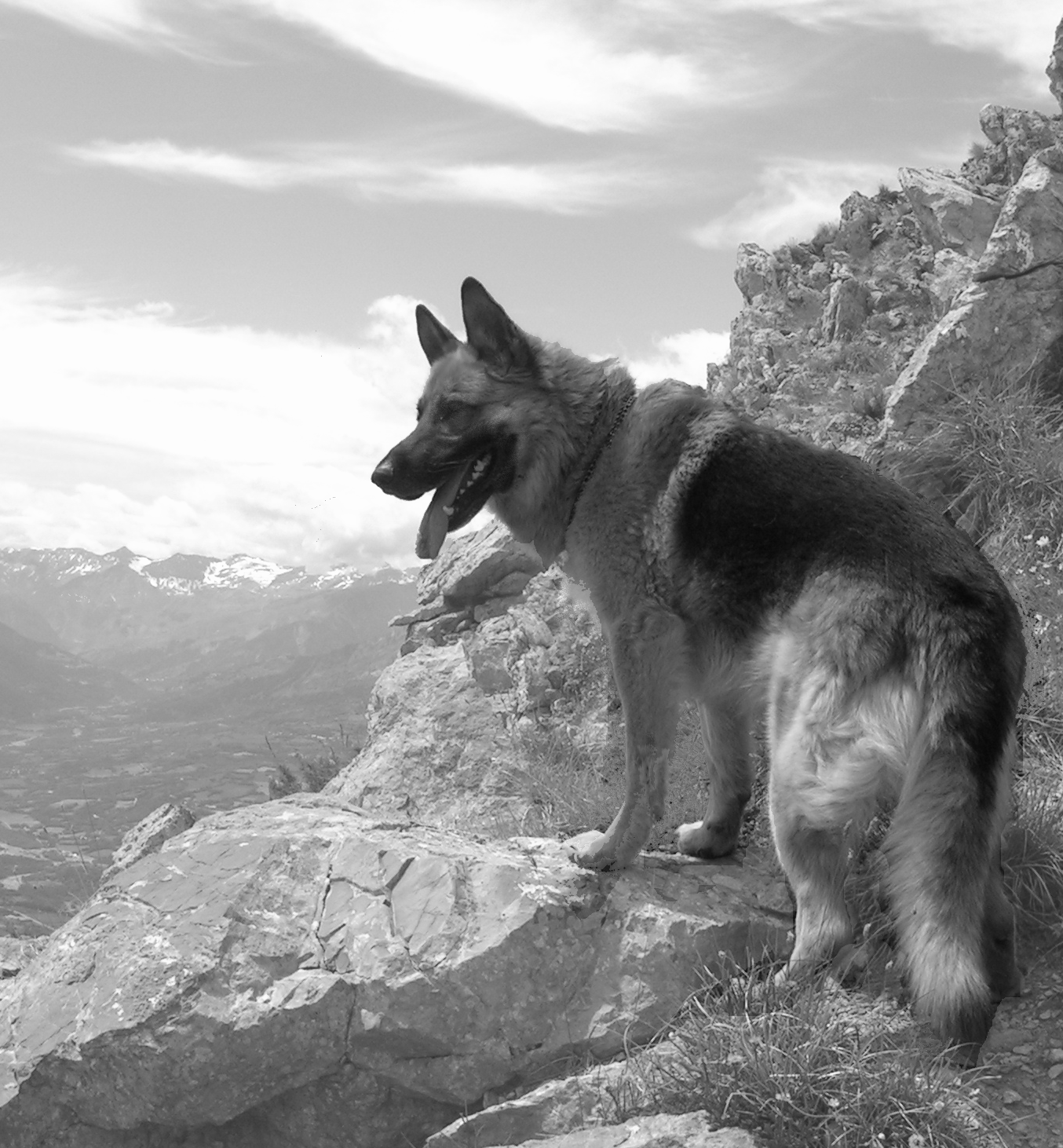 hund-schaeferhund-berge-sw-002-001